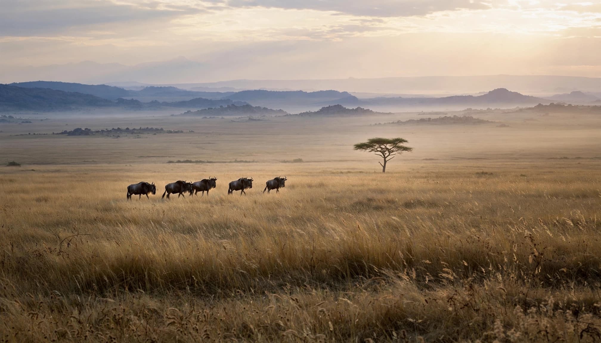 Wildebeest move across golden grass at dawn near a lone acacia.