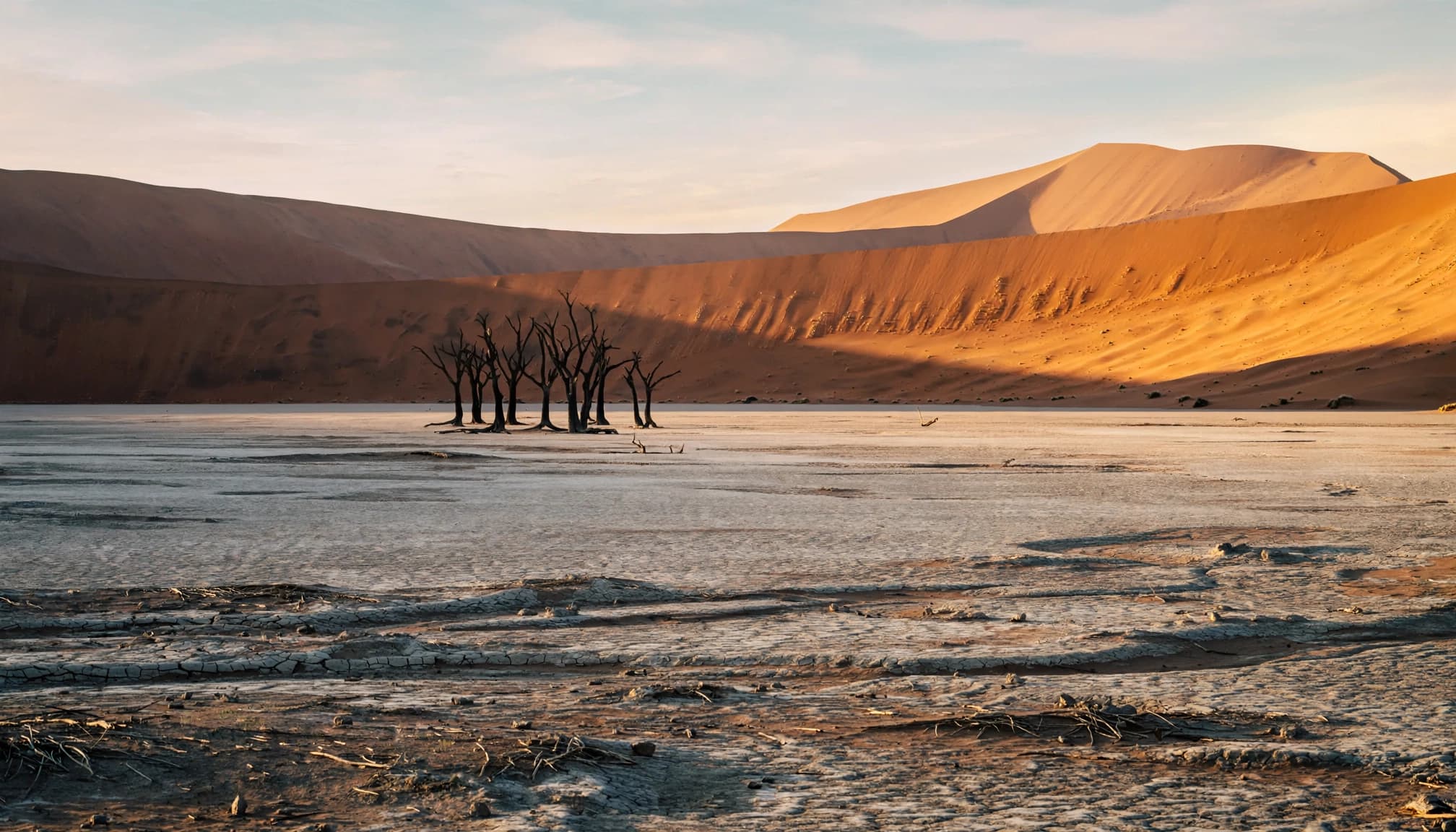 A cluster of dead camel-thorn trees in a white clay pan with massive orange sand dunes under a soft sunrise sky.